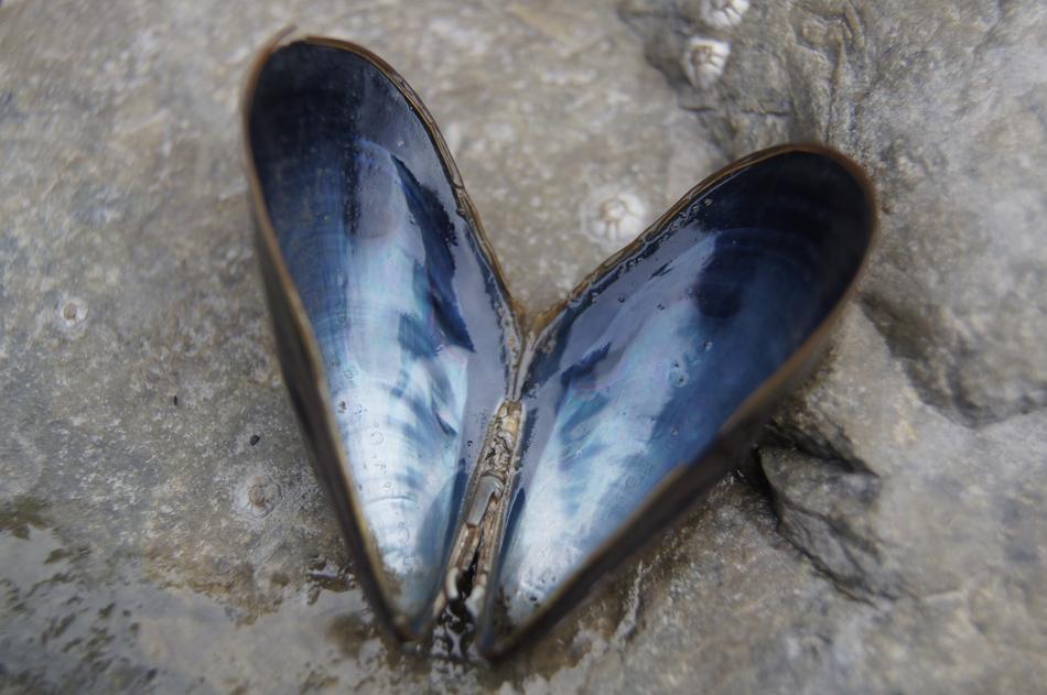 Shell Heart Beach