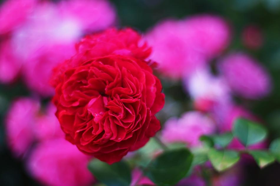 Garden Rose Red Contrasts