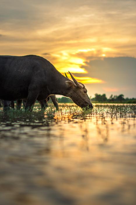 Buffalo Outside Of The House
