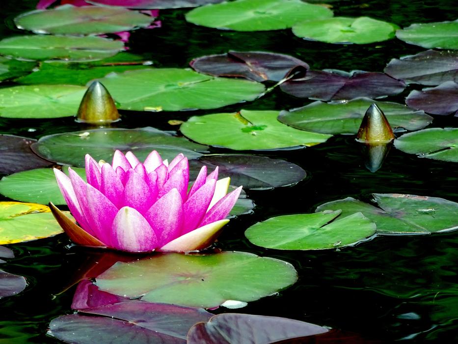 Water Lily Pink Mare