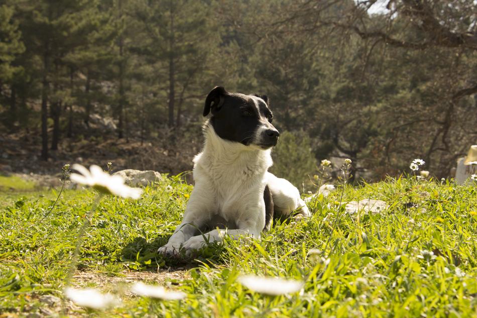 Dog Cool Nature