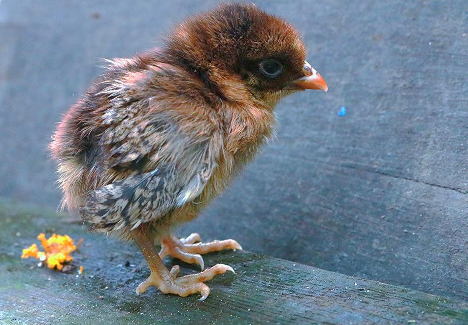 The Chicks Chicken Brown
