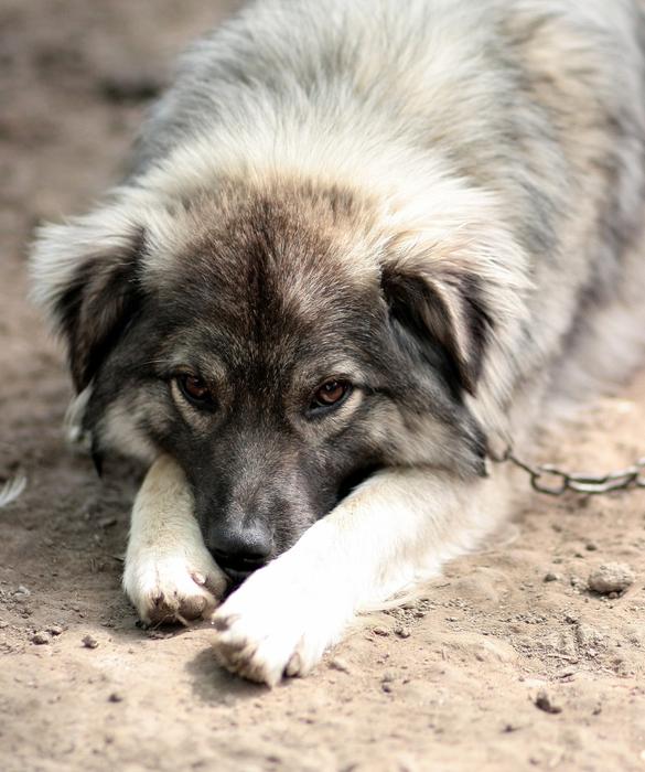 Dog Chain Sadness