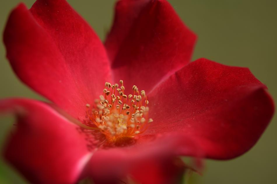 Rose Red Blossom