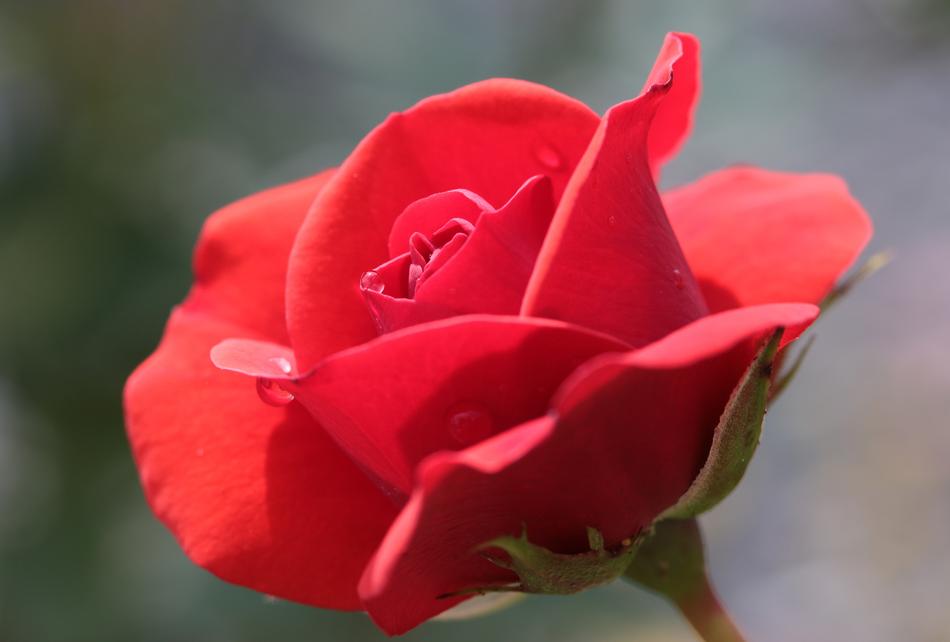 Rose Bloom Blossom