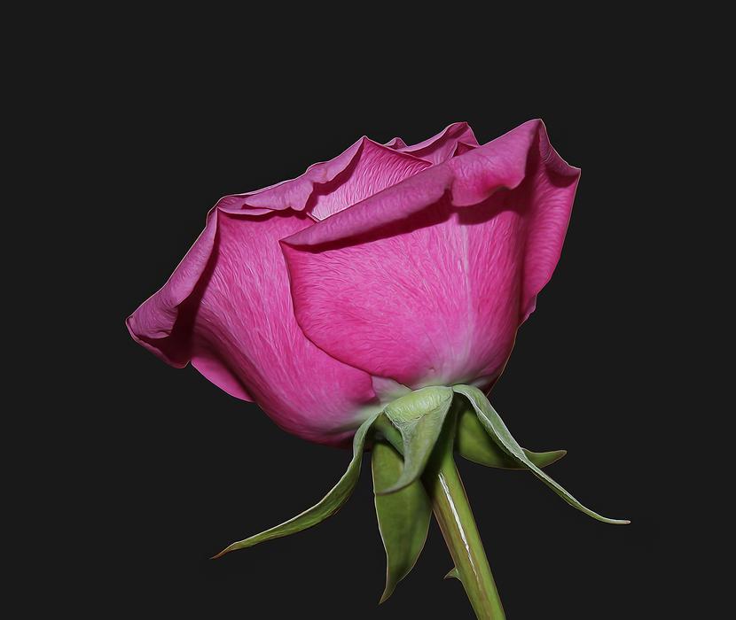 Rose Red