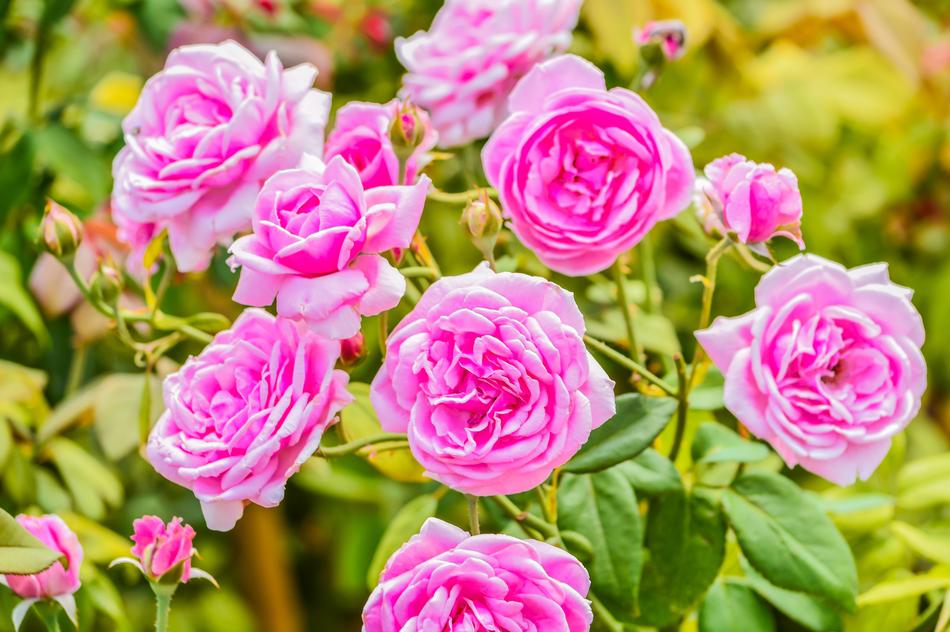 Rose Background Beautiful