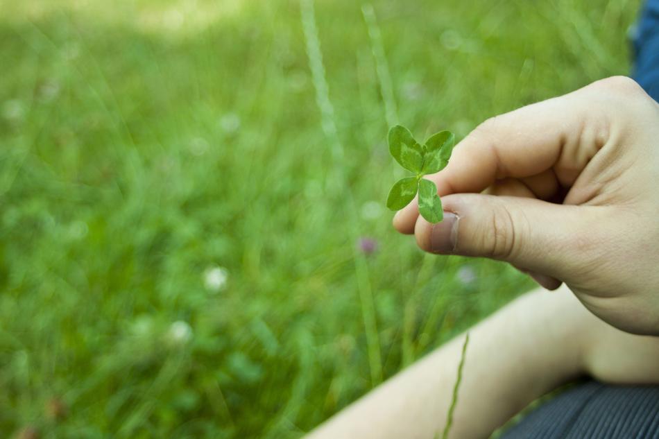 Plant Lawn Nature The