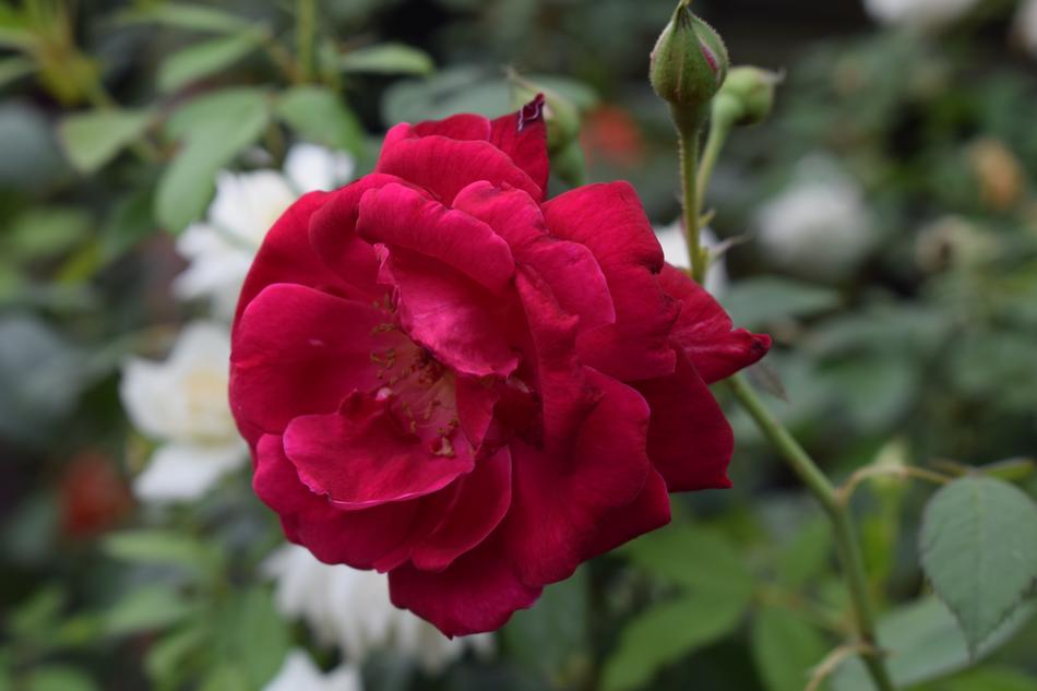 Red Rose Flower