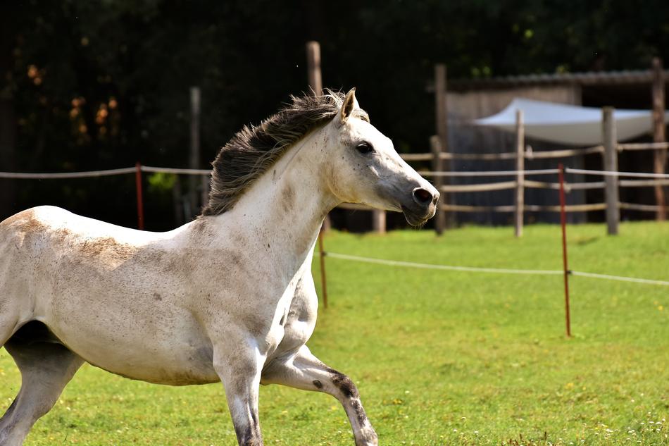 Mold Horse Love For Animals
