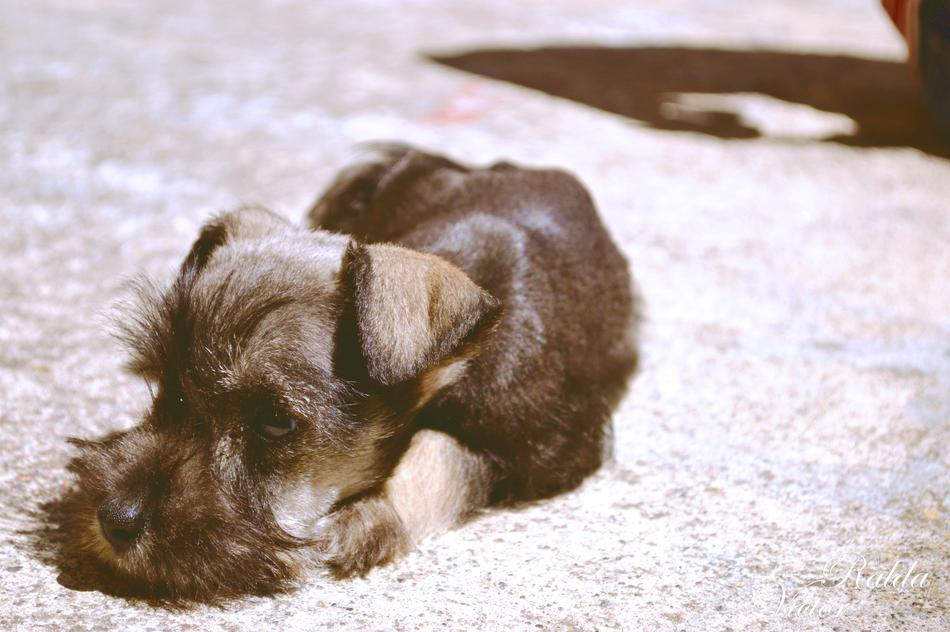 Lying dog on the carpet