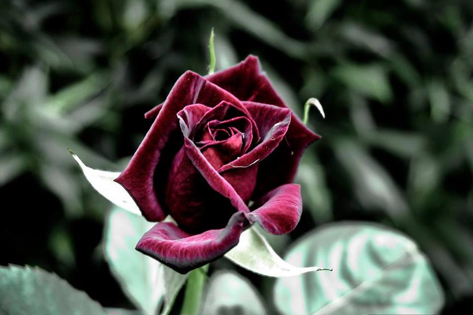 Flower Plant Nature