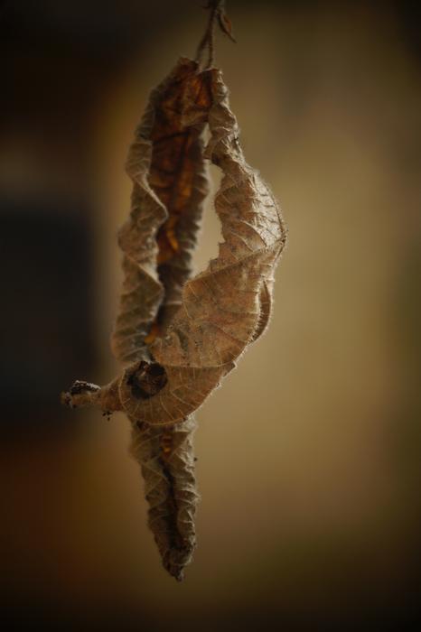 Nature Dry Leaves