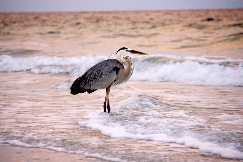 Bird Beach Travel