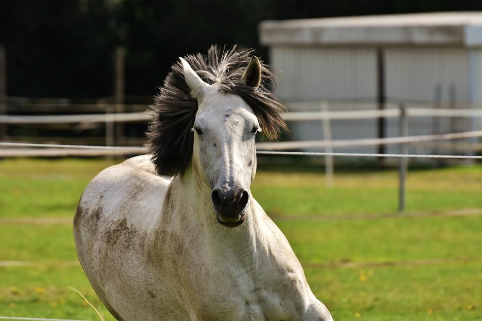 Mold Horse Love For Animals
