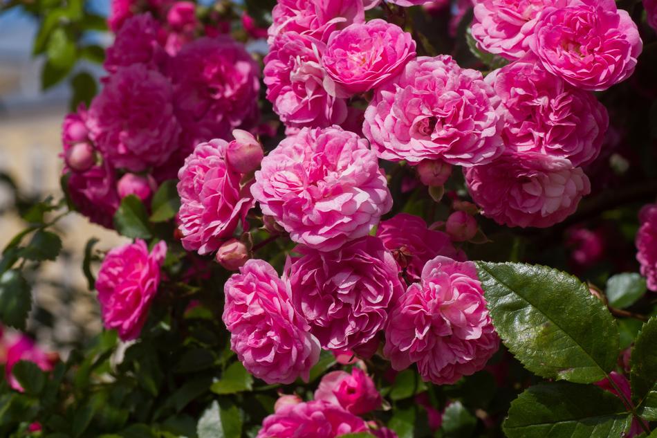 Roses Pink Red