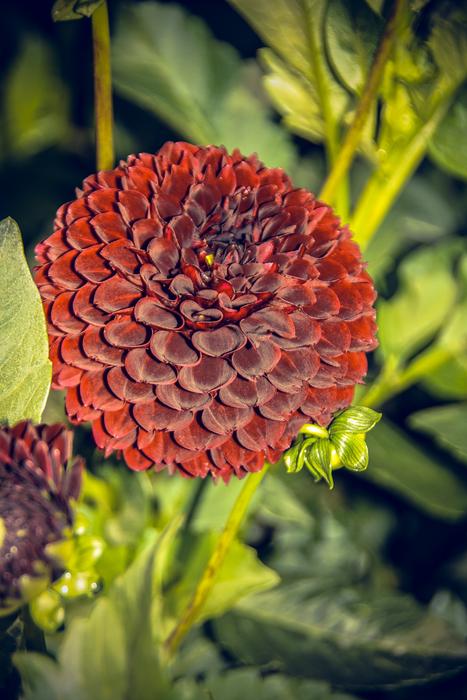 Dahlia Blossom Bloom
