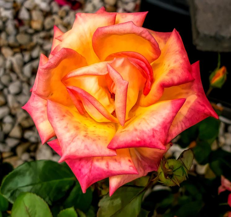 Flower Rose Petal