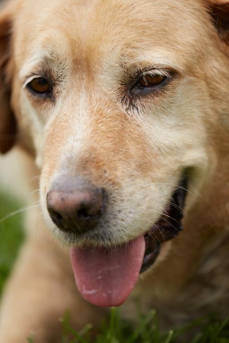 Dog Cute Scott