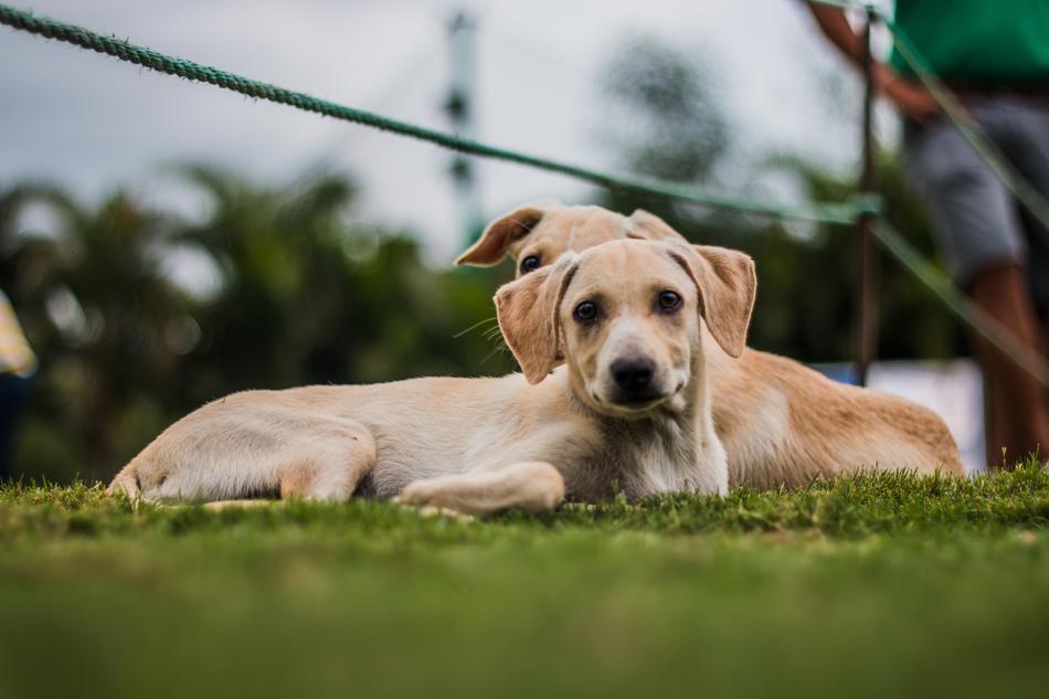 Puppy Dog Cute