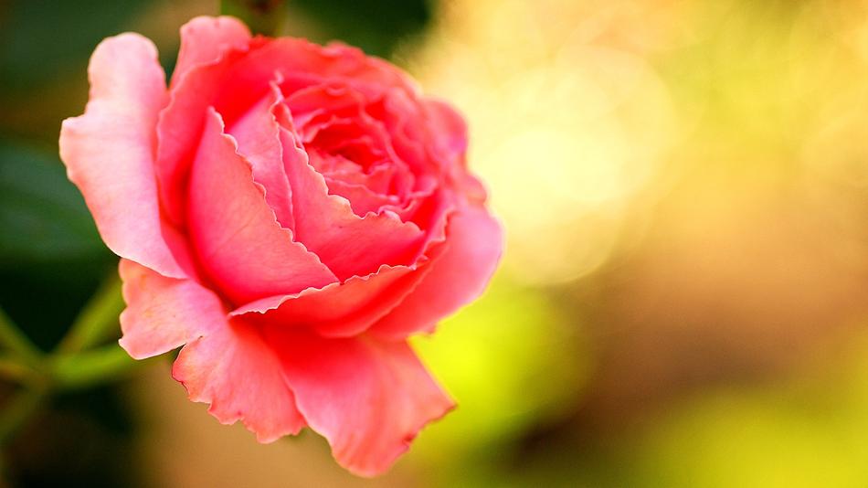 Rose Pink Flower