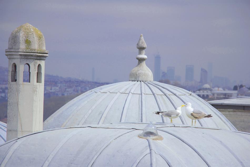 Lover Birds Turkey