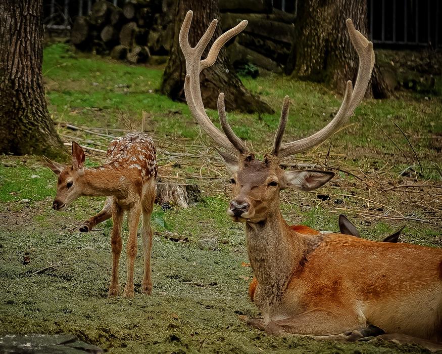 Deer Animal Adorable