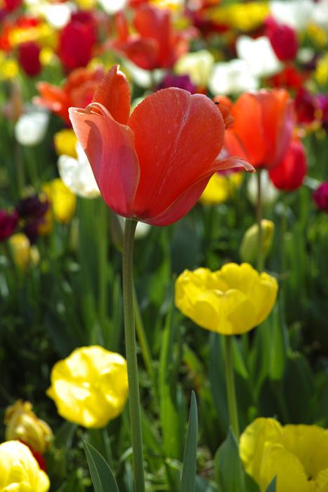 Flower Tulips Beautiful