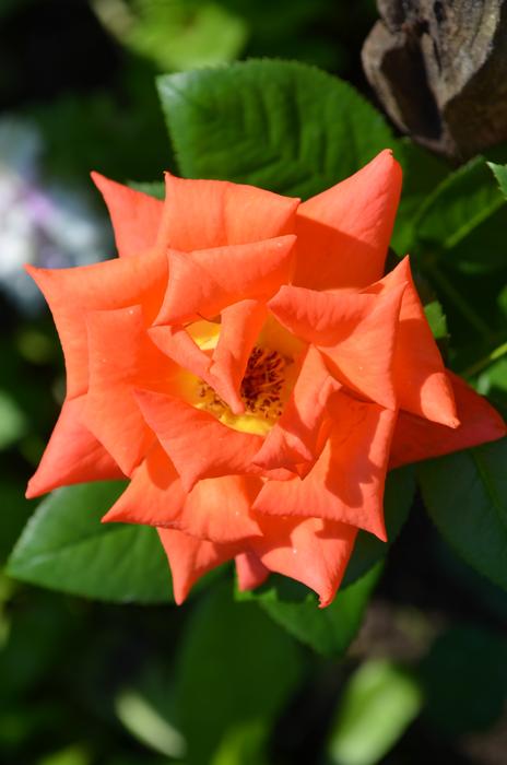 Rose Orange Flower