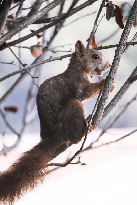 Squirrel Nature Malaga