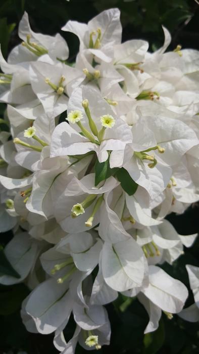 White Flower Nature