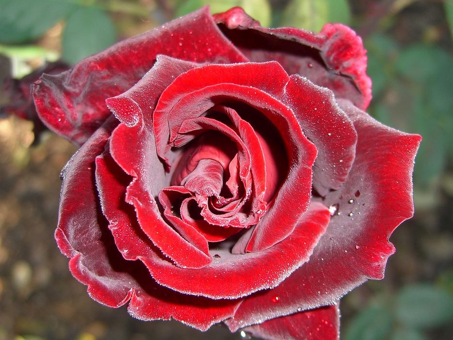 Rose Red