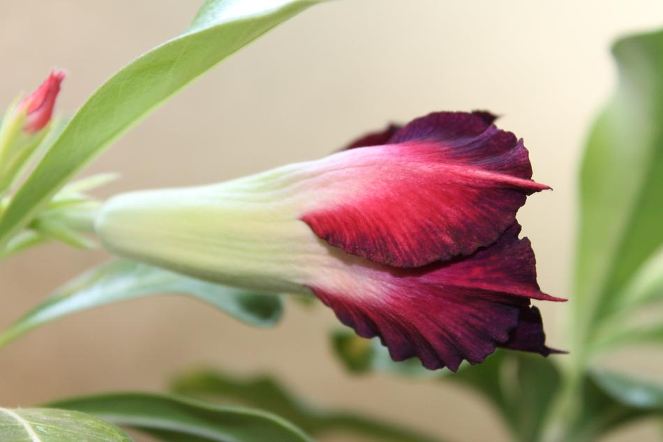 Bud Flower Plant