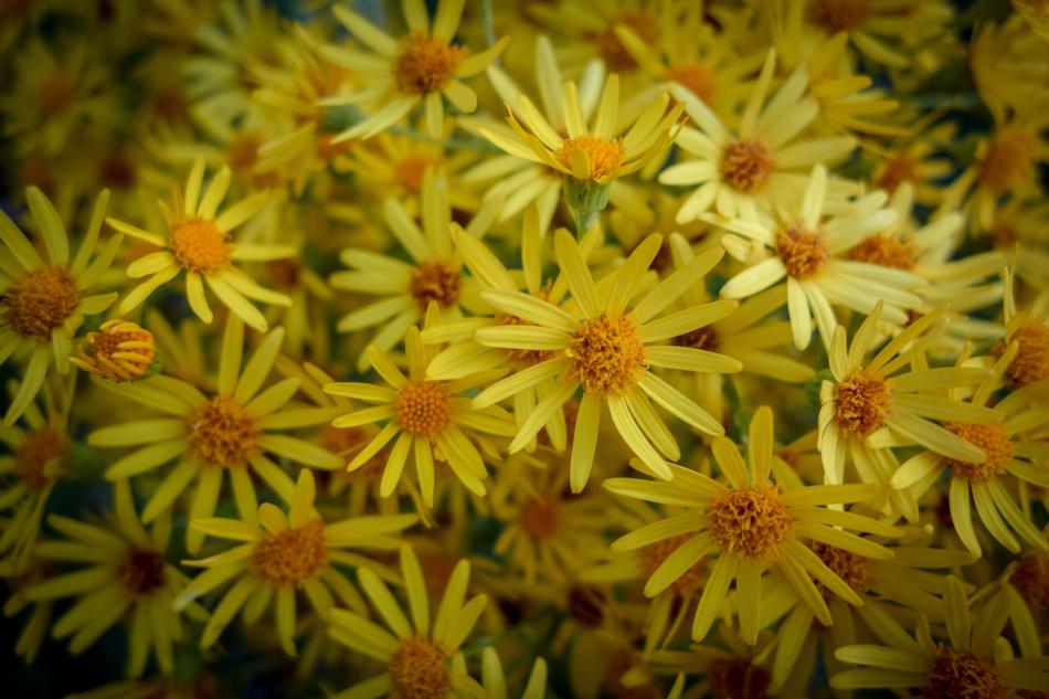 Flowers Bloom Yellow