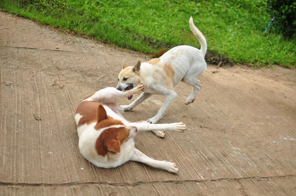 Dogs Animals Play on street