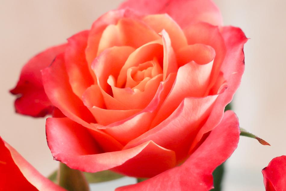 Flower Rose Petal