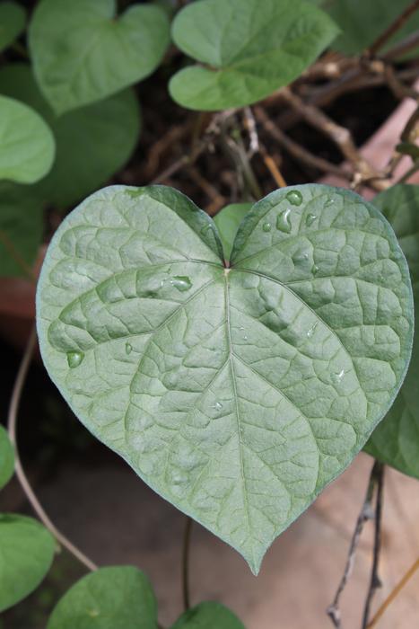 Emotion Love Heart
