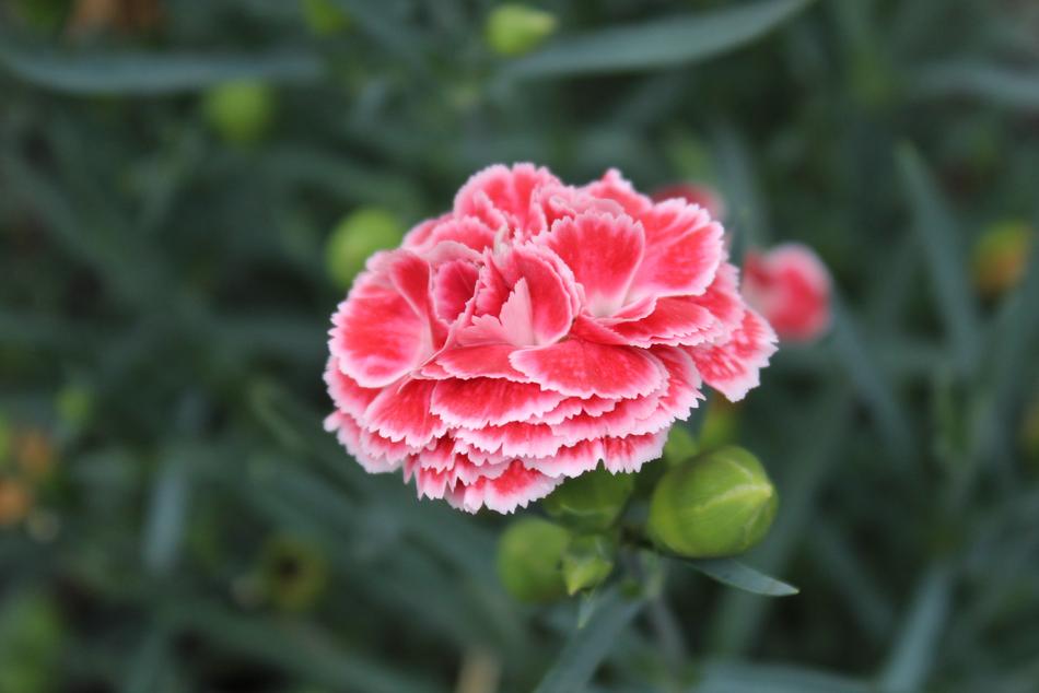Pink White Plant