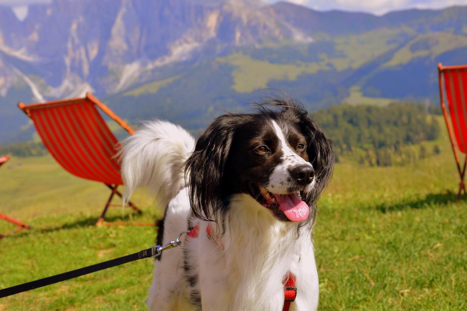 Dog Happy Mountain