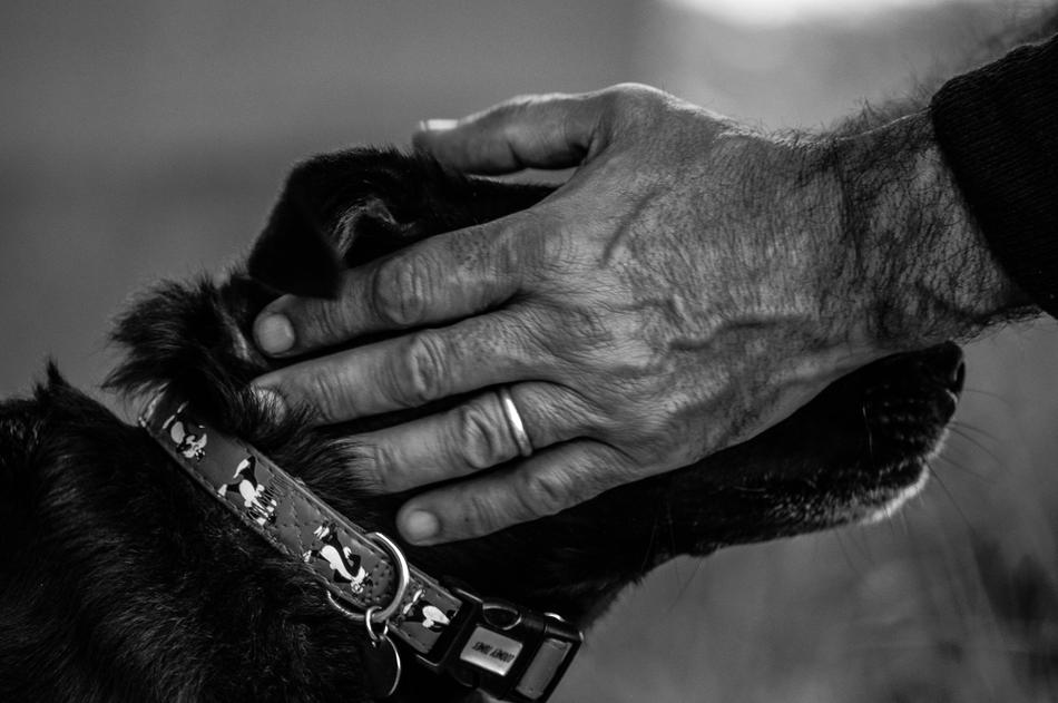 Dog Amici Man Black And