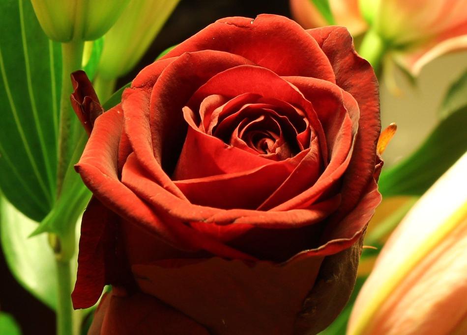 Flower Rose Red