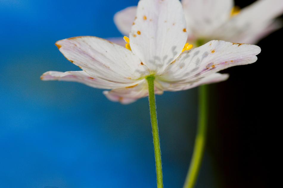 Flower Nature Plant