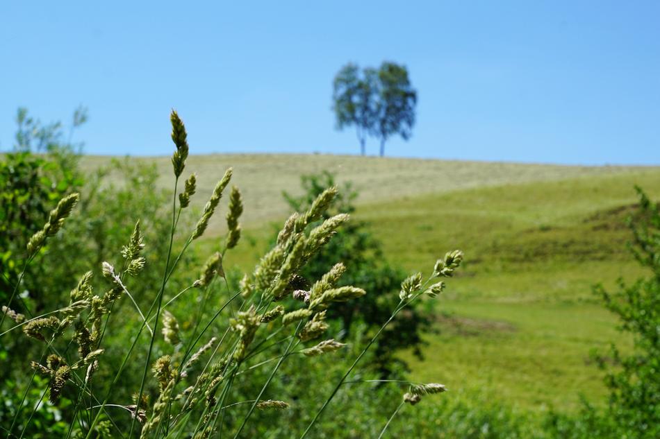 Tree Meadow Aldingen