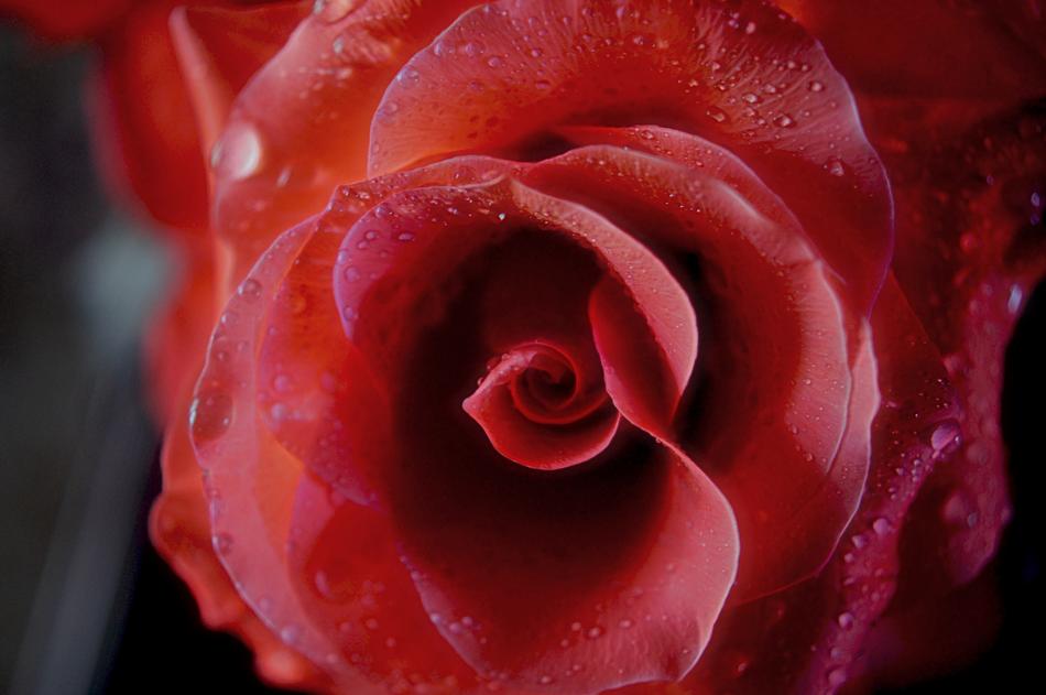 Rose Red Floral