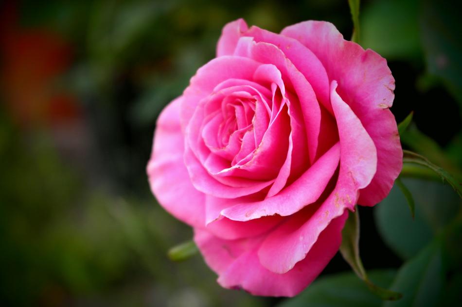 Rose Flower Cerise Love