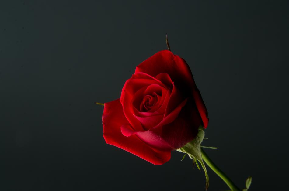Rose Red Plant