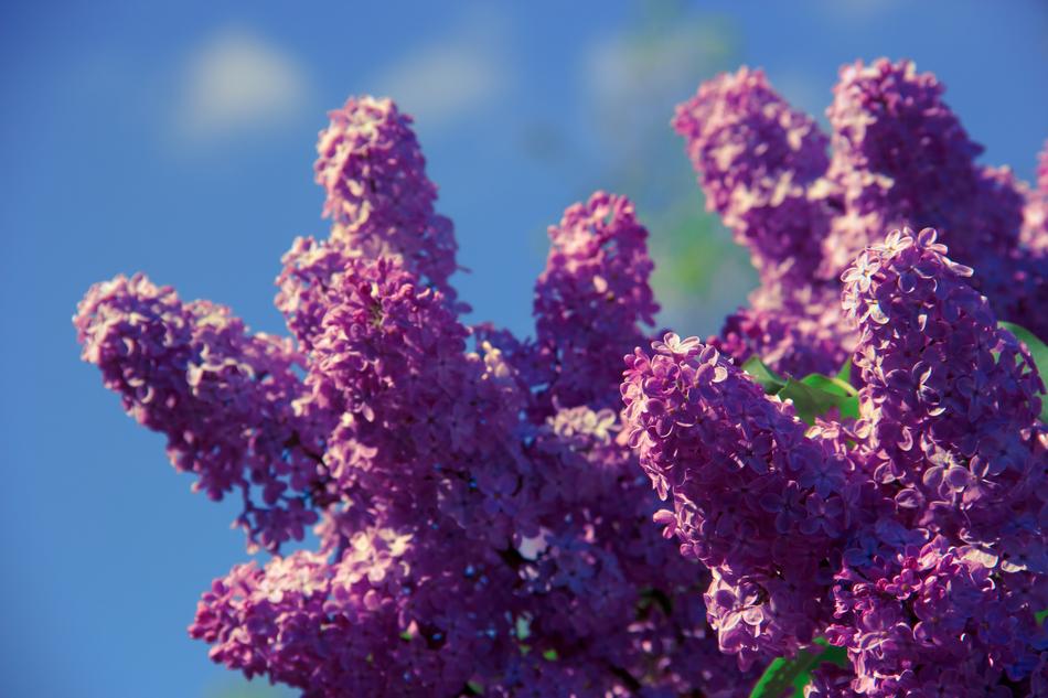 Flower Aroma Smell