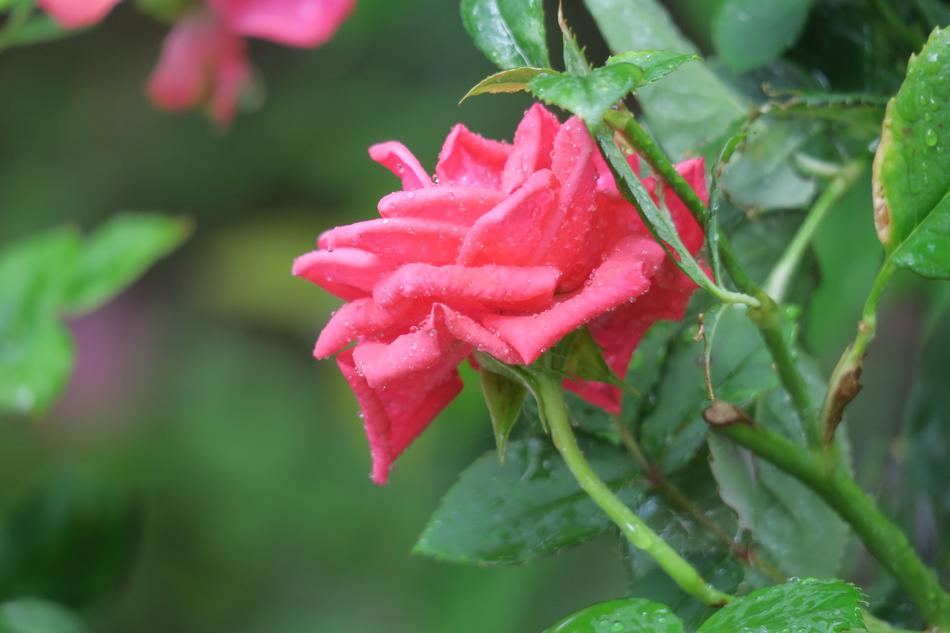Hong Kong Charming Have Thorns