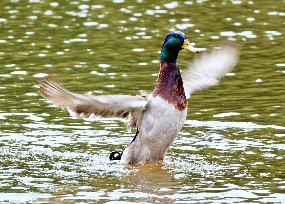 Happy Duck Drake