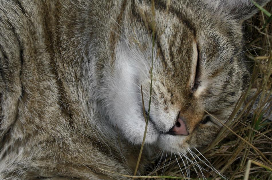Emotion Animal Cat